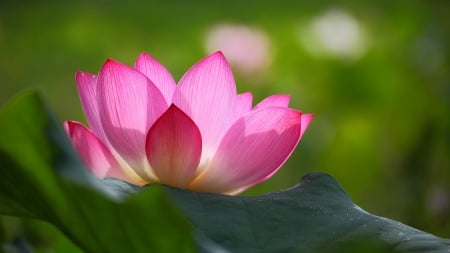 Pink Lily - lotus, pond, blossom, petals, waterlily, leaves