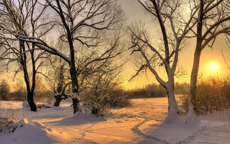 Winter Sun - Winter, Sun, Tree, Nature