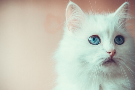 Cat - white, pisica, animal, pink, cat, blue eyes