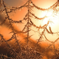 Winter morning sunrise on frosted web