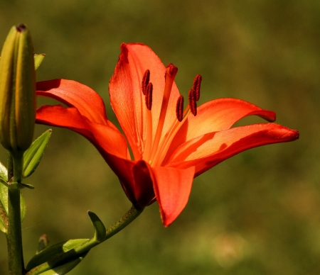 Lily - Flo6, Red, Nature, Beautiful, Lily