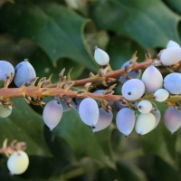 Holly Berries