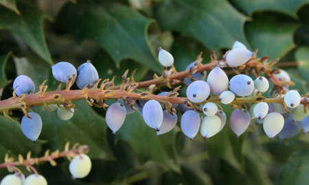 Holly Berries - Berries, Plant, Holly, Nature