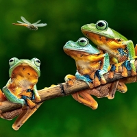 The Frog Companions F