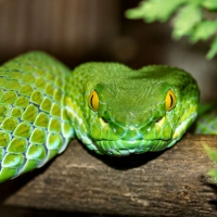 Green Tree Viper