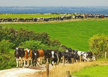 Wot, no cowboys ?! - Cow road, Cows, Organised, Comedy