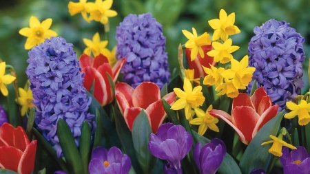 Spring flowers - flowers, tulips, hyacinth, spring, crocus