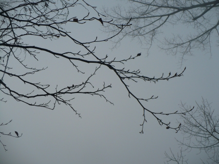 black branches - sky, trees, branch, winter, black, grey, beautiful, fogg, tree, misty