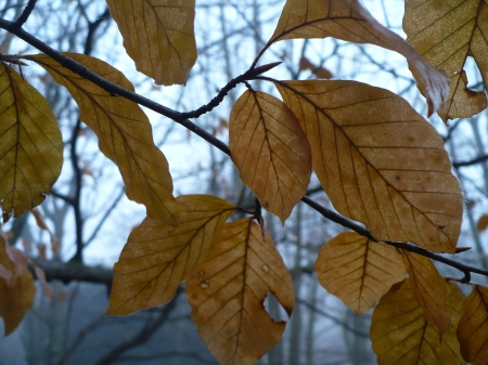 autumn leaves - trees, beautiful, forest, leaves, tree, fall, beech, gorgeous, autumn, leaf