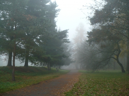 path in woods - trees, way, road, evergreen forest, path, woods, forest, beautiful, green