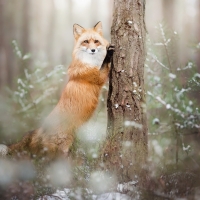 Fox in the forest