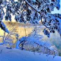 Snow Covered Trees on the Lakeside