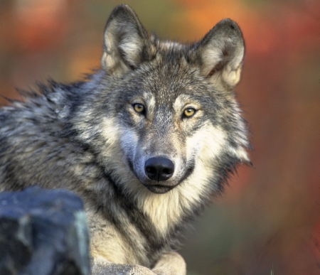 Gray Wolf - wolf, animal, look, gray, eyes