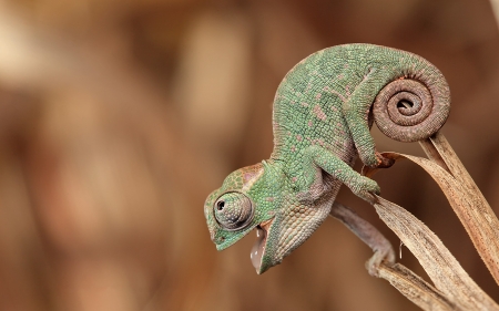 Chameleon - bokeh, brown, green, animal, reptile, chameleon