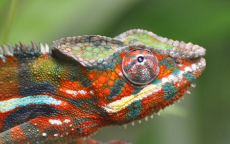 Chameleon - animal, reptile, green, orange, chameleon