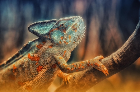 Chameleon - blue, animal, orange, reptile, chameleon