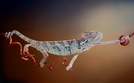 Chameleon - red, animal, orange, funny, reptile, chameleon