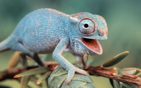 Chameleon - blue, green, animal, lizard, reptile, chameleon