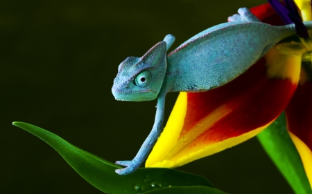 Chameleon - yellow, blue, flower, chameleon, colorful, animal, reptile, red, green