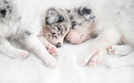 Puppies - animal, sleep, australian shepherd, dog, caine, puppy, couple, ciri