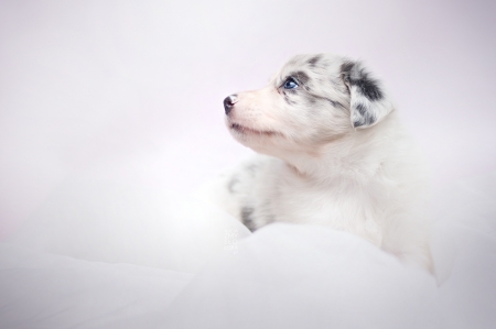 Puppy - ciri, puppy, white, caine, australian shepherd, dog, animal, sweet, cute