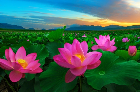 Temptation of pink - sky, landscape, temptation, summer, field, sunset, spring, pretty, pink, beautiful, colors, flowers, lotos