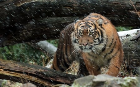 Wild Sumatran Tiger - 2017, sumatran, wild, animals, tiger