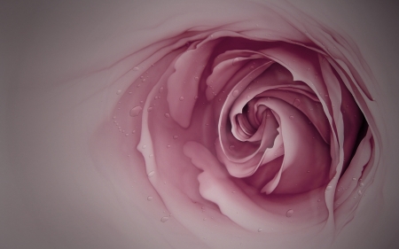 Pink Rose