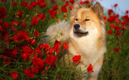 Flower Dog - cute, puppies, dogs, animals