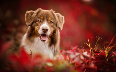 Dog - dogs, cute, animals, border collie