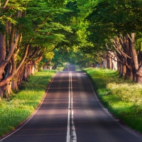 road thru the trees