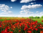 Red poppy field