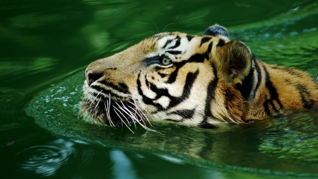 Tiger - animal, water, green, tiger