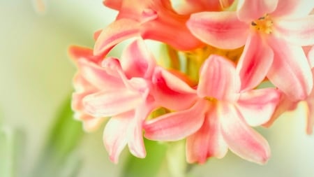 Flowers - flowers, pink, nature, lily