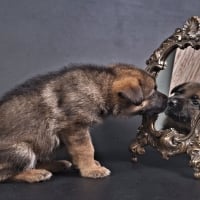 Cute Puppy and Mirror