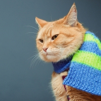 A street cat named Bob (2016)