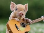 Funny piglet