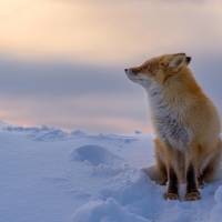 Cute fox