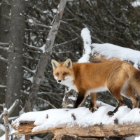 Fox in the forest