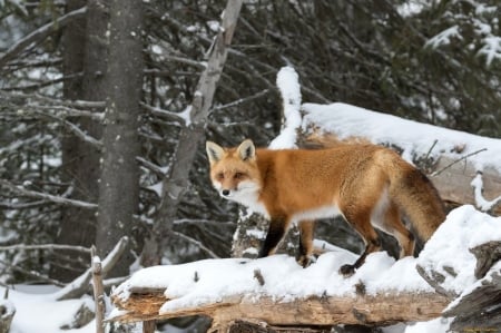 Fox in the forest - winter, fox, snow, forest, tree, red fox