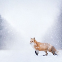 Winter fox