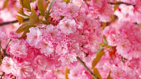 pink flowers - pink, cool, flowers, fun, nature