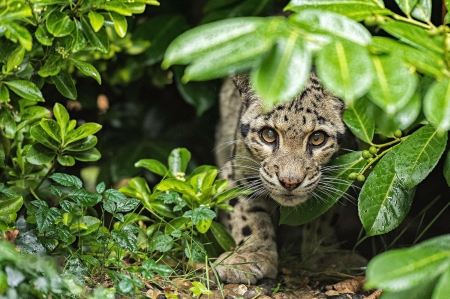 Litthe White Leopard - twigs, nature, prefator, wild, leaves