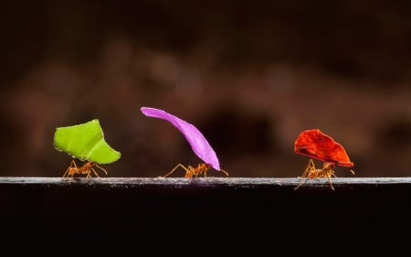 Ants - ant, funny, leaf, trio, insect, colorful