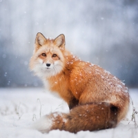 Fox