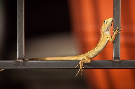 Lizard - animal, reptile, yellow, lizard, orange, soparla