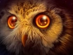 Owl mistery