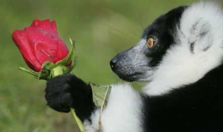 For you! - trandafir, lemur, valentine, funny, rose, black, red, green, animal, cute