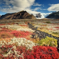 Wild flowers, beautiful scenery