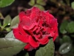 Dew Drops on Red Rose